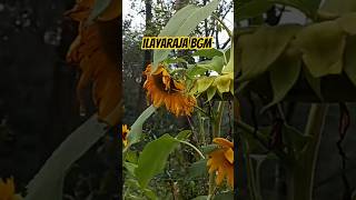 #illayarajabgm #illayarajasong #nature #naturelovers #illayarajahits #spb #spbhits #flowers  #hills