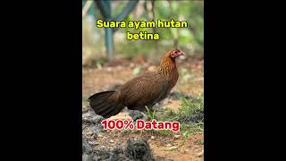 SUARA PIKAT AYAM HUTAN BETINA #pikatpenjelajahsumsel 