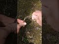 Making cordage from dead milkweed stalks