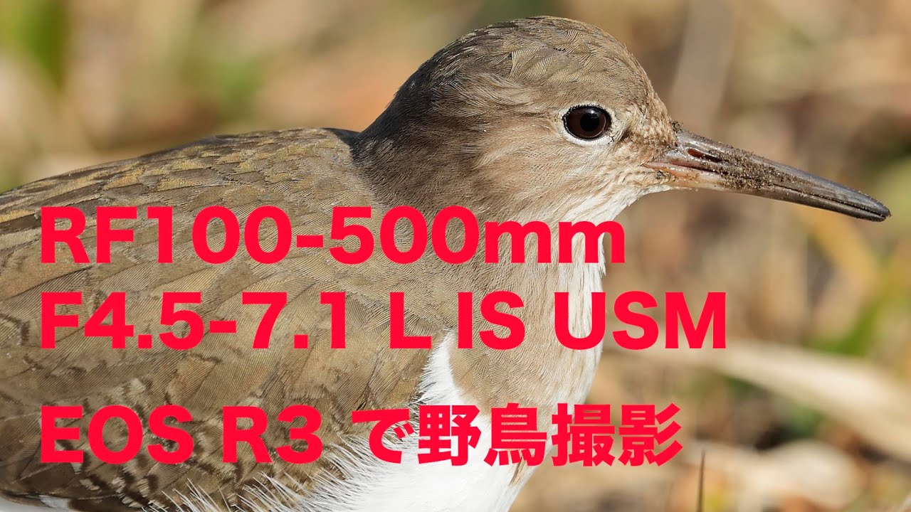 野鳥撮影に！Canon EF 500mm F4 IS 野鳥撮影に最適なレンズ』 CANON EF500mm F4L IS USM のクチコミ掲示板