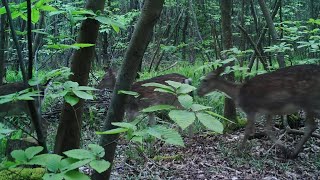 Six Fallow Deer Passing Through