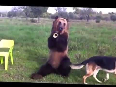 Домашний медведь - YouTube