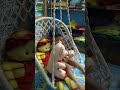 রাই একা একা দোলনায় দল খাচ্ছে#viral #ytshorts #youtubeshorts #trending #funny😂😂😀