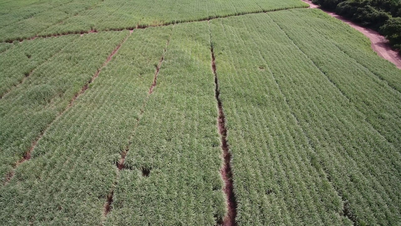 Yellow sugar aphid seen by drone