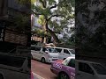 Magnificent Tall Tree, TST, Hong Kong @SPsiuping #Shorts #MagnificentTree #TallTree
