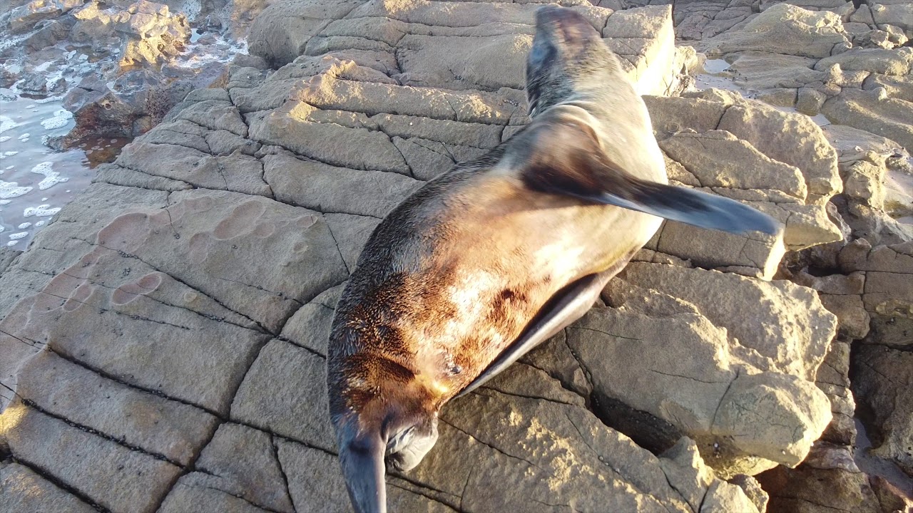 Seal at Queensbury Bay YouTube