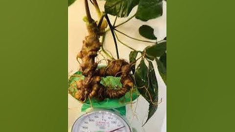 1 củ sâm rừng 1 lạng 7 mời các bác tẩm bổ Zalo 0377965679 e Nguyệt nhé