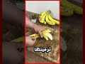 سر قشور الموز لإزالة التجاعيد وشد البشرة سر قشور الموز لإزالة التجاعيد وشد البشرة