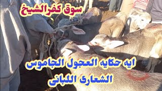 اسعار العجول الجاموس الشعارى اللبانى الصغيره المفاطيم القنيه من سوق كفرالشيخ