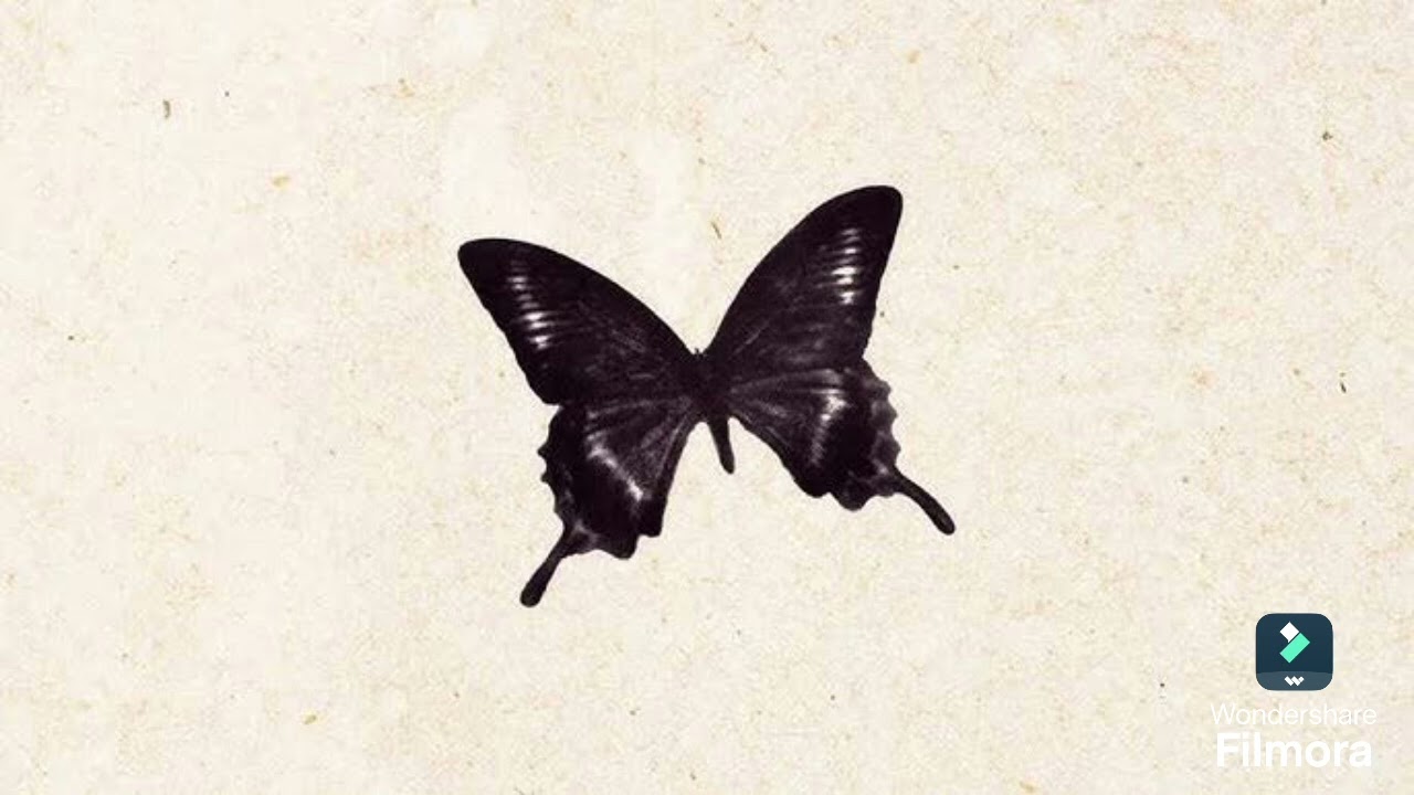 Marina- Butterfly ( Male Version)