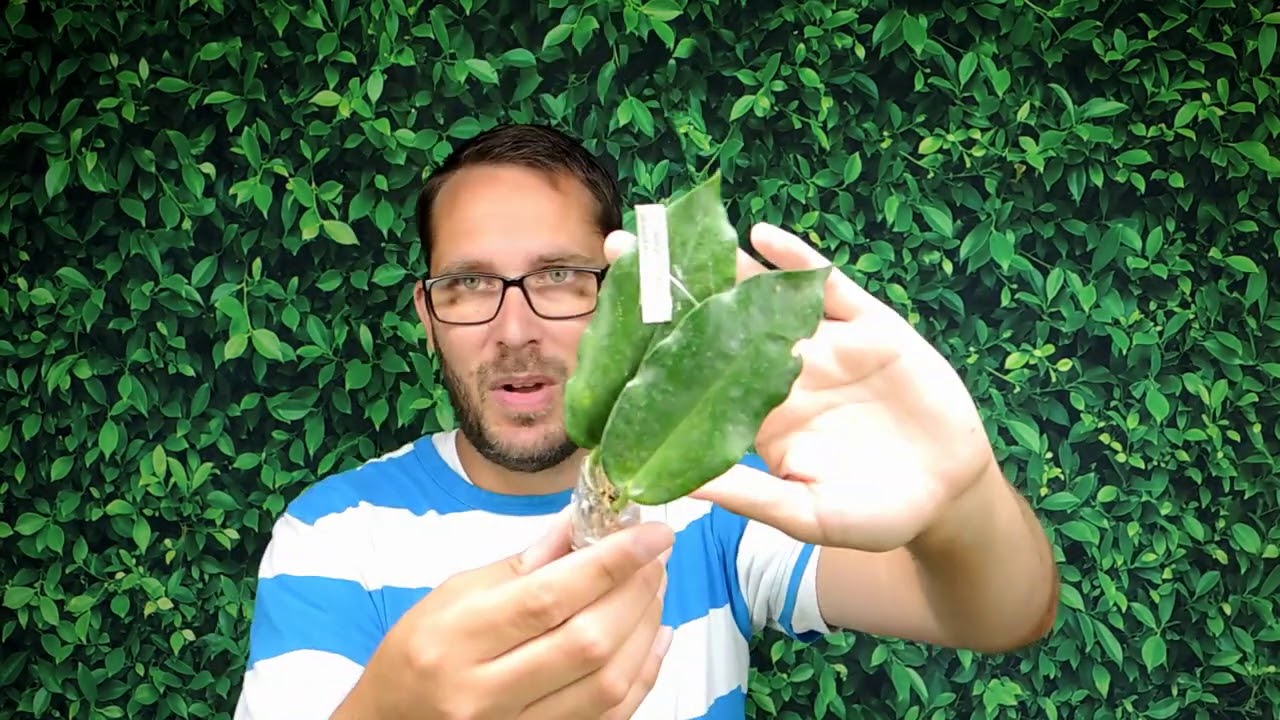 Plant Haul From Asean Plant Export in Thailand Plant