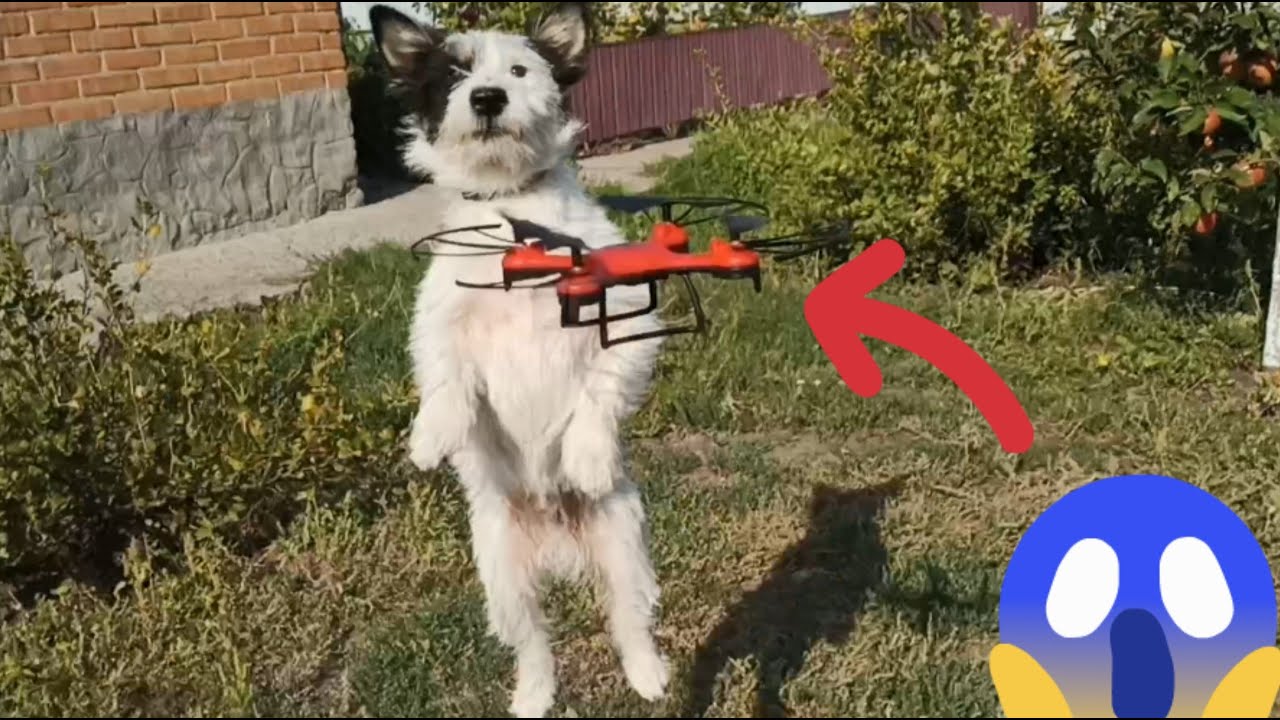 Собака напала на дрон. The dog attacked the drone.