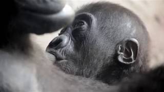 El bebé gorila Pepe cumple 7 meses en BIOPARC Valencia (#ExperienciasBioparc)
