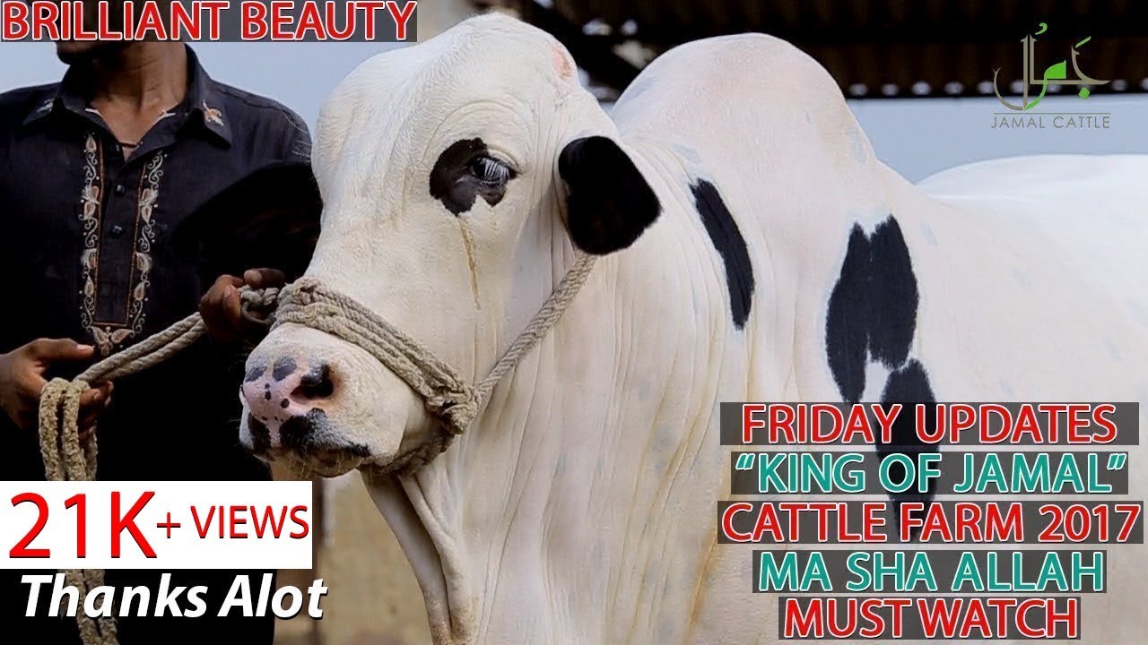 King Of Jamal Cattle Farm 2017 II Aisa Cattle Farms II Biggest Farms II Parrot Studio