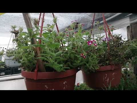 Вербена ампельная в ноябре. Как сохранить и приумножить!