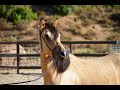 WEBER STABLES - MORGAN HORSES - CALIFORNIA