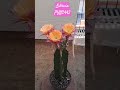 #cactusplant #cactus #cactusforsale #beautifulflowers #bollywoodsongs #weekendvibes #flowers #love