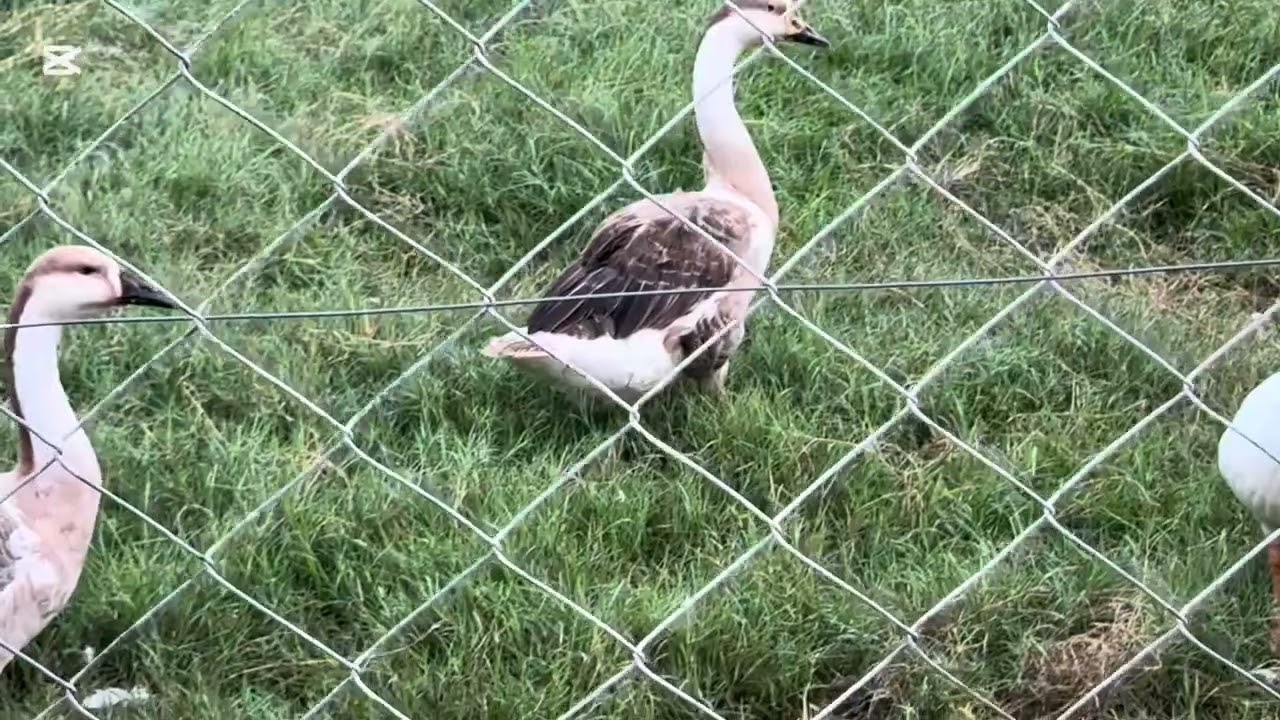 Hamare farm ka eik or member aa gaya