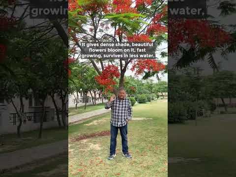 Video: Prečo toľko stromov jacaranda v sydney?