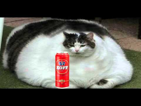 Video: Lihavuus Kissoilla