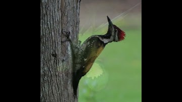 Birds of IIT(ISM): Photography by Mr. Sanjay Sinha, DGM (Retd), State Bank of India