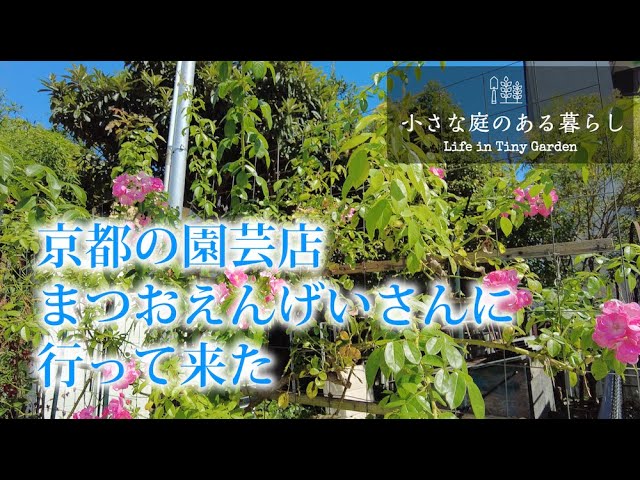 京都の園芸店 まつおえんげい さんに行って来た 小さな庭のある暮らし ３６ Youtube