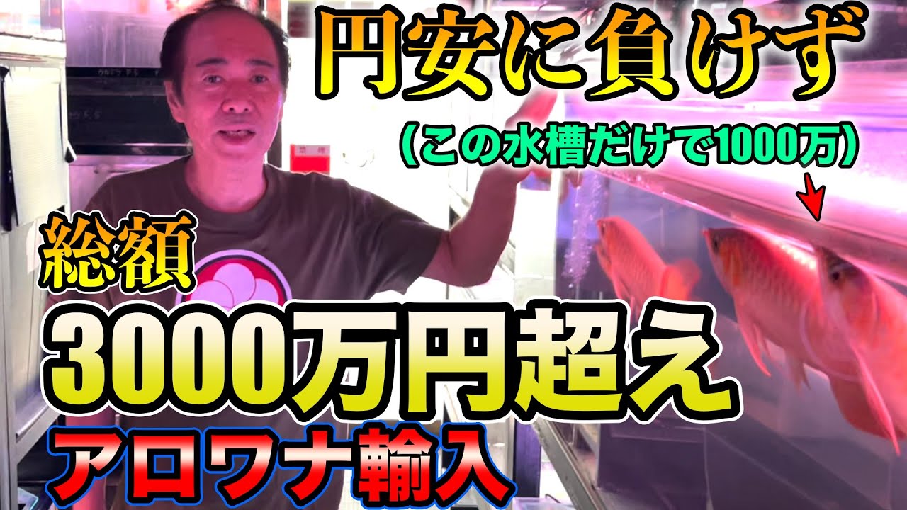 アジアアロワナ渾身の入荷！！円安の中仕入れた渾身のアロワナ達世界ブランド『紅龍ウルトラ』龍魚世界ポンティアナ