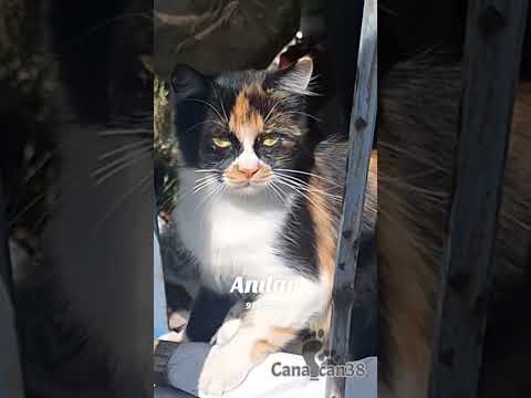 #anılar #cats #cuma #cats #kedi #katze #gato #asmr #बिल्ली #猫 #dua #destek #keşfet #merhamet