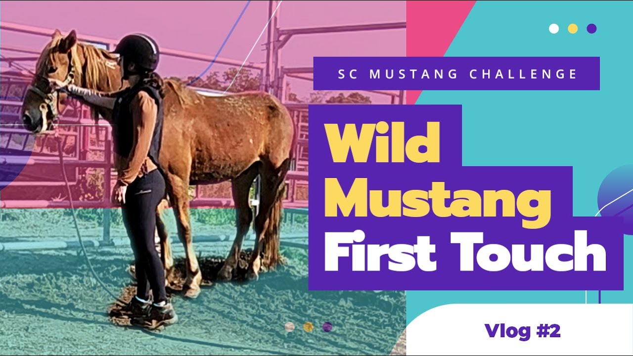 Wild Mustang First Touch A Gentle Approach to Trust and Connection