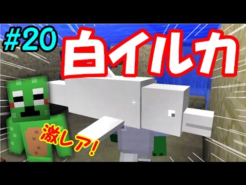 マイクラ いるか