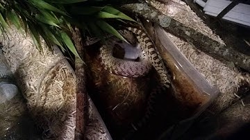 Gopher Snake Eats Live Mouse