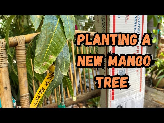 Container Planting a New Mango Tree | Tips and Tricks to Help Them Recover and Thrive after Shipping class=