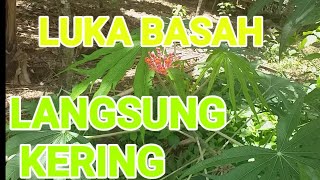 Tanaman Penyembuh Luka Basah Dan Baru