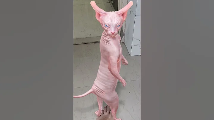 Video 8276881: funny sphynx cat, sphynx tom