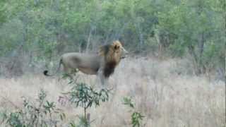 Two Adult Male Lions - Ngala, South Africa
