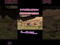 チェコのプラハ動物園で撮影された、深く眠り込んでしまった赤ちゃんゾウ(オスの子ゾウ)と、それを起こそうとする飼育員の様子です。