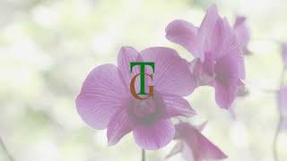 Thai Garden Massage Therapy in Central London