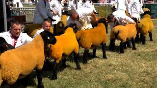 Defaid Suffolk - Benyw Blwydd | Sufolk Sheep - Shearling Sheep