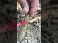 Mini Saw Intelligence Angle