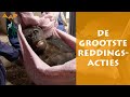 50 jaar aap de grootste reddingsacties  stichting aap