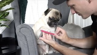 Pablo Pamper Day
Pablo will be fully taking over very soon so what better to prepare than a full pamper day to get him looking absolutely dashing, relaxed and ready to go!
Give us a thumbs up if you enjoyed the video and Subscribe if youre not already!
Instagram - https://www.instagram.com/thatpugpablo/
Parents channel -https://www.youtube.com/channel/UC1NnPYTFhVZtFt4oPXFdsnw
Licence;
Intro/Outro Music;
Get Outside! - Jason Farnham: https://youtu.be/x1T6QFpd0J4 Pablo Pamper Day