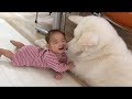「絶対に笑う」あり得ないことをする犬★おもしろい犬のハプニング, 失敗画像集 #41