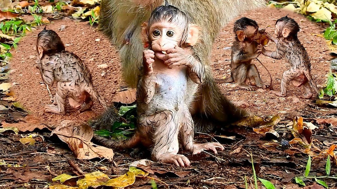 Wow, LOOK SO CUTE & LOVELY IDOL BABY LIZZA WHEN GETTING WET, CURLY FUR, WHITE SKIN AFTER RAINING.