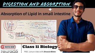 Absorption of Lipid from Small intestine