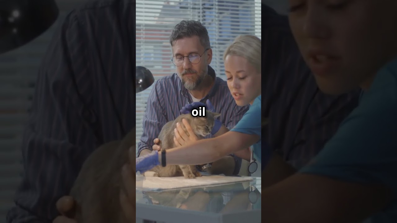 Should You Add Olive Oil to Your Cat’s Food? 🐱🍈 