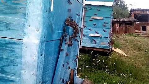 Пчелы возвращаются в улей перед сильным дождем