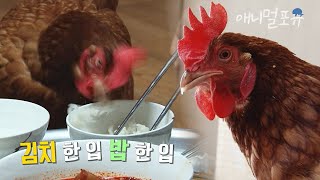 김치를 줘야 밥을 먹는 닭?! 아무래도 자기가 사람인 줄 아는 듯;;  | KBS 생생정보 160126 방송