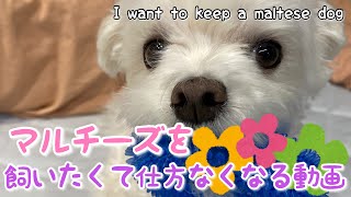 これを見たら0 マルチーズを飼いたくなる動画はこちらです 超絶可愛い総集編 Video That Makes You Want To Keep Maltese Youtube