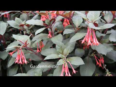 Video: Fuchsia (53 Foto's): Wat Is Deze Plant? Fuchsia-primer. Wat Te Doen In De Herfst? Groeien In Een Pot En Rustperiode. Struik En Andere Soorten. Waarom Bloeit Het Niet?