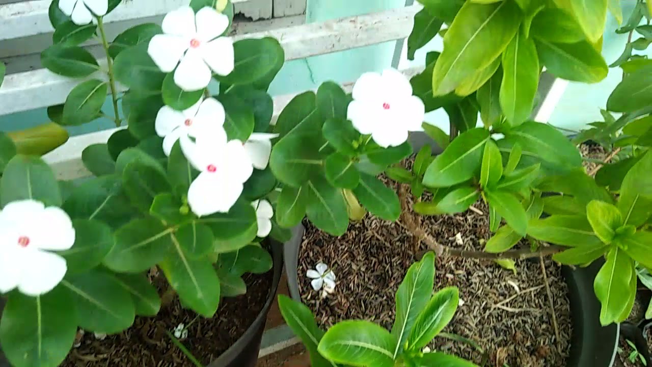 Warna Warni Tanaman Vinca